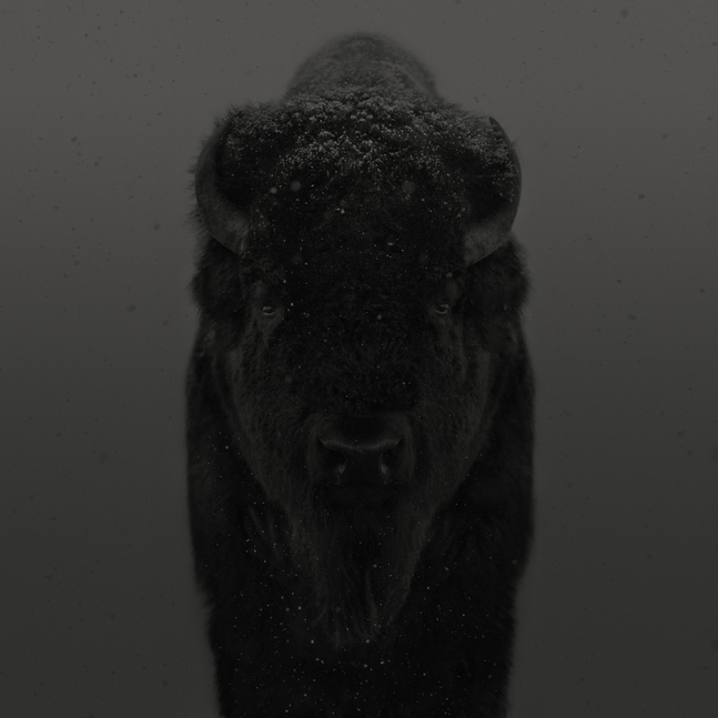 Dean West, American Bison # 2 (Bull), American West, 2025