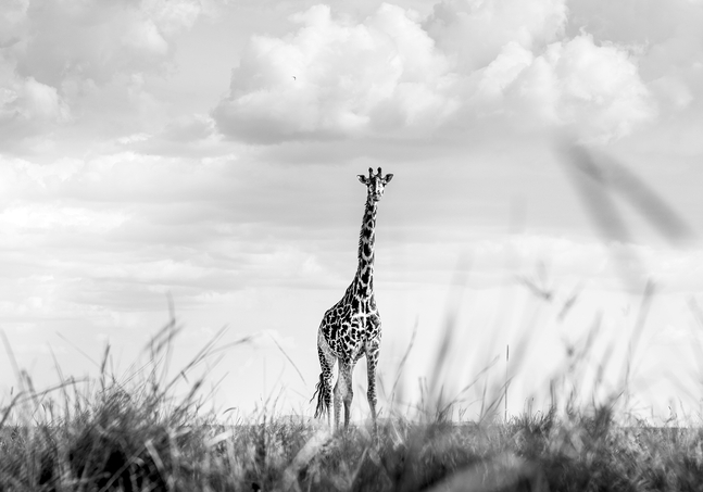 Guadalupe Laiz, Every Now and Then, 2021