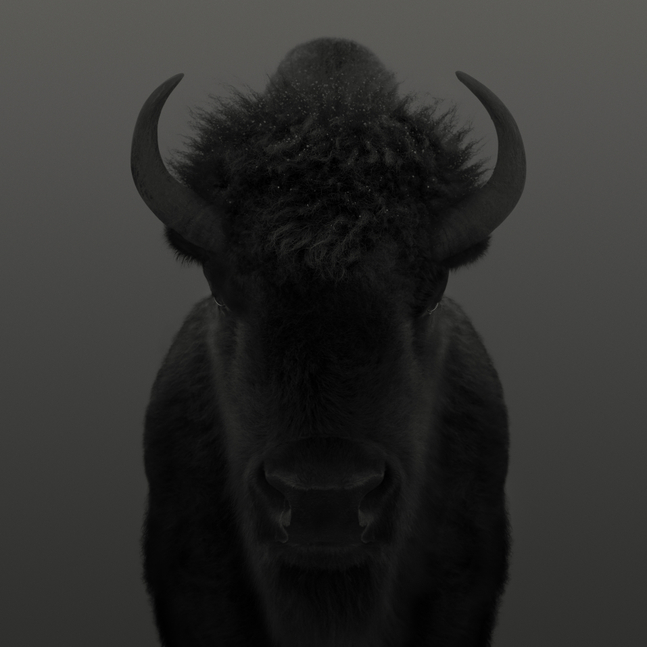 Dean West, American Bison # 1, American West, 2025
