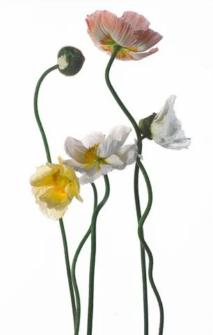 Bill Beckley, Capote White 4, 2008