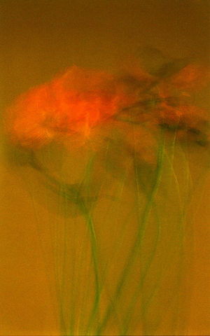 Bill Beckley, Dervish 2, Qadiriyyah, 2008