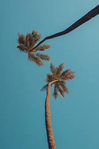 Will Nichols, Dancing in the Sky, 2018