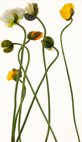 Bill Beckley, Warwasong 10, 2007