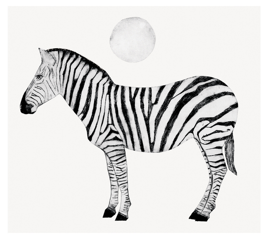 Beatrice Forshall, Zebra