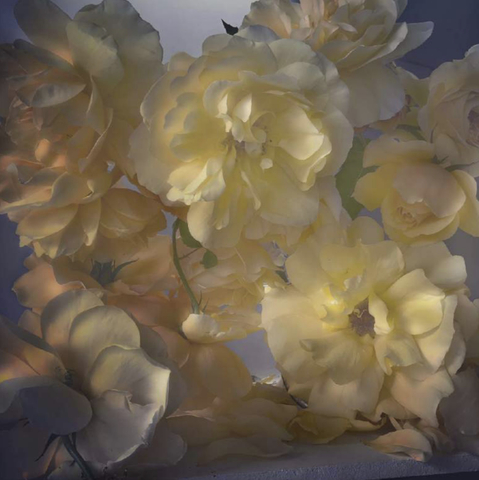 Nick Knight, Monday 29th May, 2017, 2017