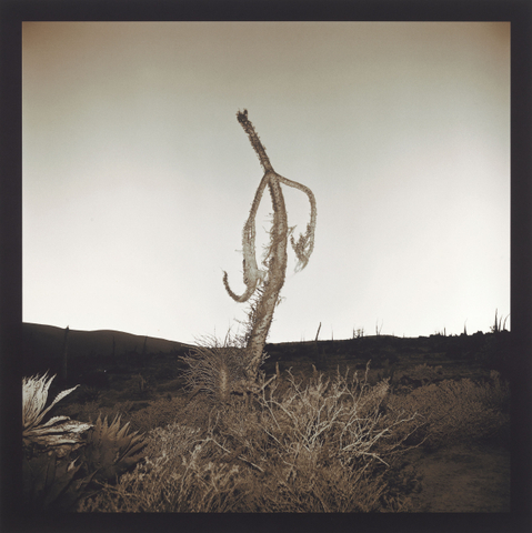 Richard Misrach, Boojum Tree, 1976 - 2001