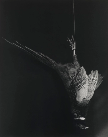 Robert Mapplethorpe, Pheasant, 1984