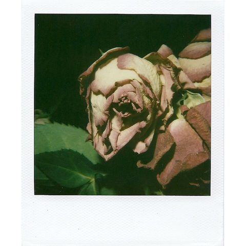 Nobuyoshi Araki, Still Life