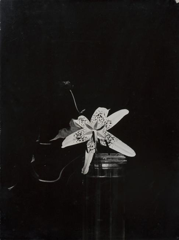 Constantin Brancusi, Lily, 1933