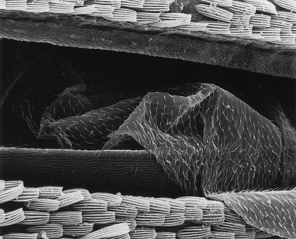 Claudia Fährenkemper, 42-96-2 Wing and wingcovers of a beetle, 300x, 1996