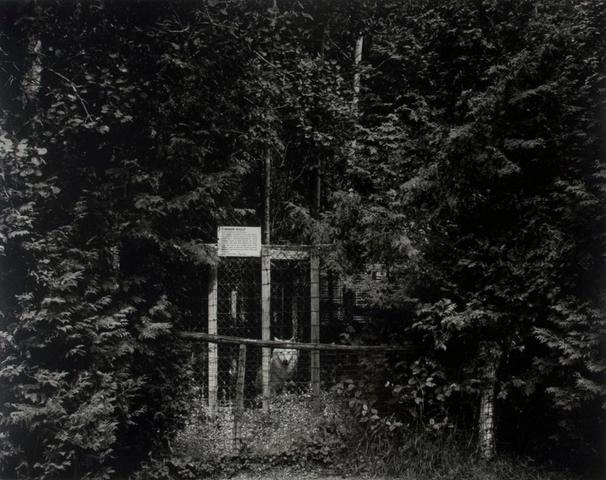 Volker Seding, Timber Wolf, Elmvale, Ontario, 1987