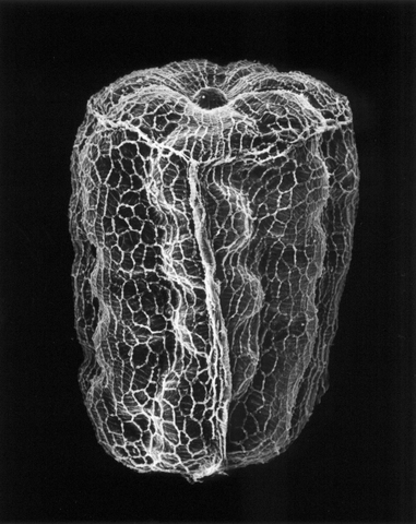 Claudia Fährenkemper, 8-05-6 Mullein Seed, 100x, 2005