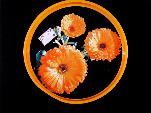 William Eakin, Night Garden 1, 2001