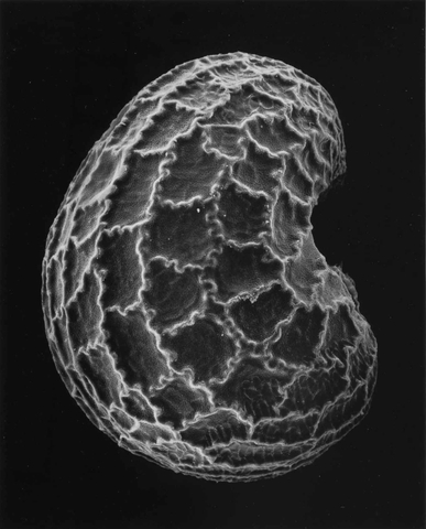 Claudia Fährenkemper, 15-02-2 Poppy Seed, 100x, 2002