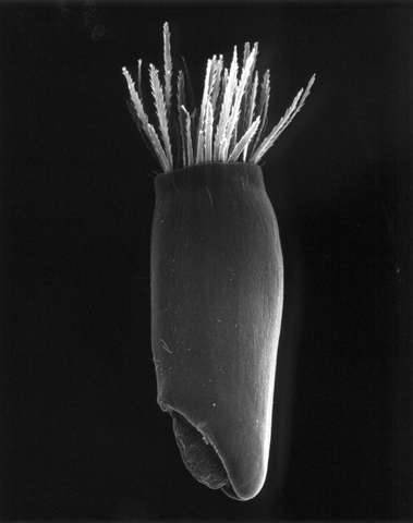 Claudia Fährenkemper, 4-05-10 Corn Flower, 20x, 2005