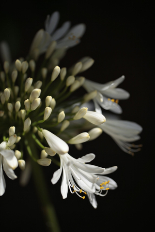 Jeanne Green, Untitled, 2013