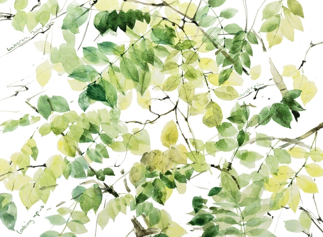 Emma Chambers, Wisteria, Looking up