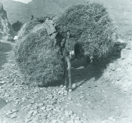Ernest Hoeltzer , A donkey heavily laden with gorse, Persia, Late 19th Century