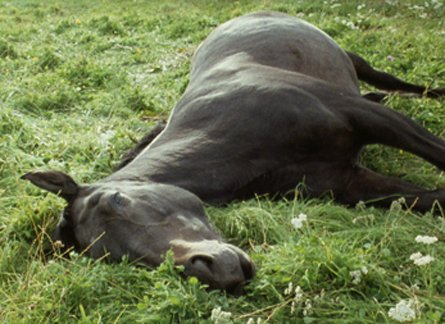 <p>Installation view, Thomas Dane Gallery</p>