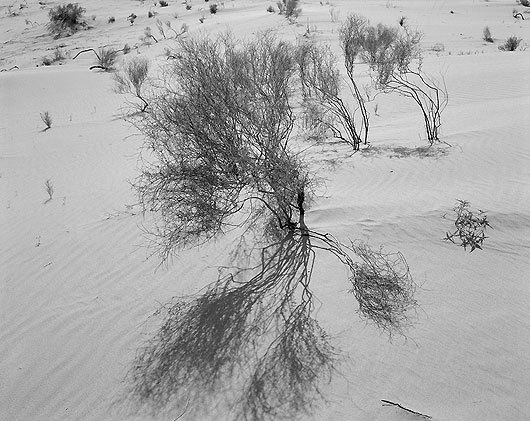 Plant and Shadow, carbon pigment print