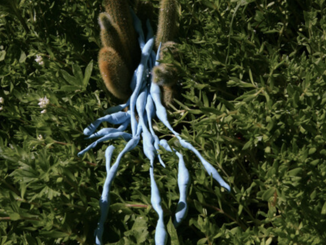 Janaina Tschäpe in Terrafilia