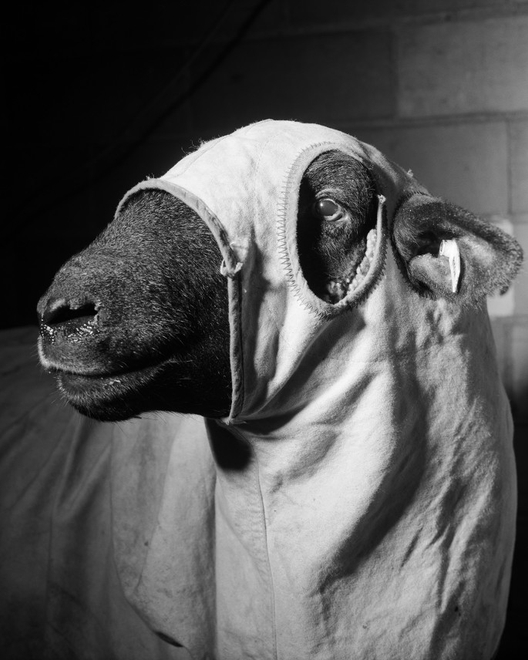 Alec Soth Sean Kelly Gallery