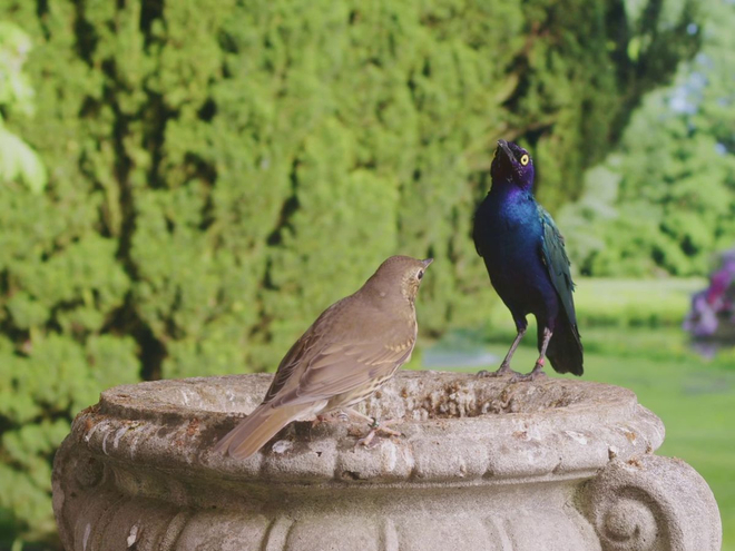 David Claerbout in For the Birds