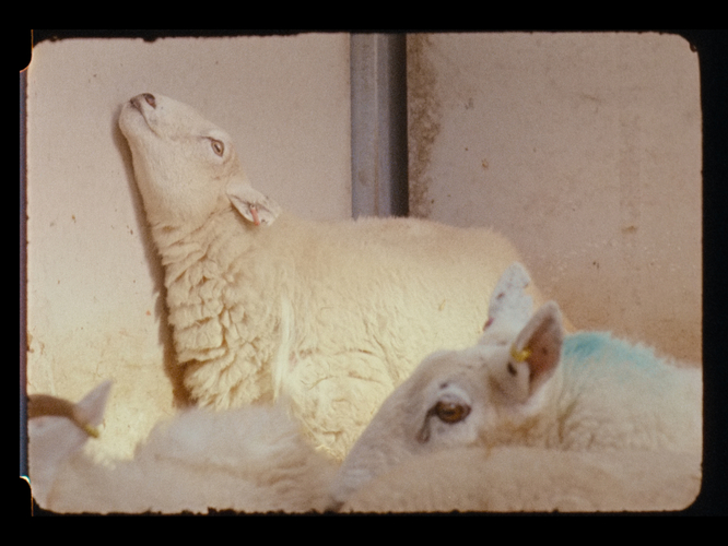 Nashashibi/Skaer: Pygmalion Margaret Ursus Uan