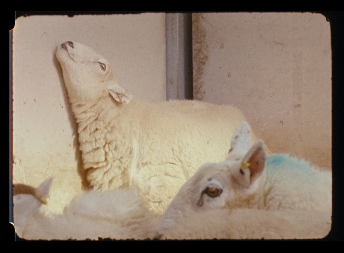 Nashashibi/Skaer: Pygmalion Margaret Ursus Uan