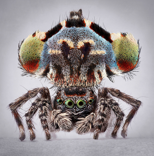 Maria Fernanda Cardoso | Maratus: Spiders of Paradise