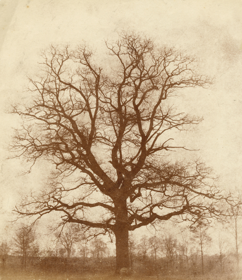 William Henry Fox TALBOT (English, 1800-1877) Oak tree in winter, Lacock Abbey, probably 1842-1843 Salt print from a calotype negative 19.3 x 16.5 cm