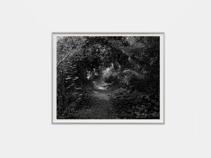 Dawoud Bey in Life on Land