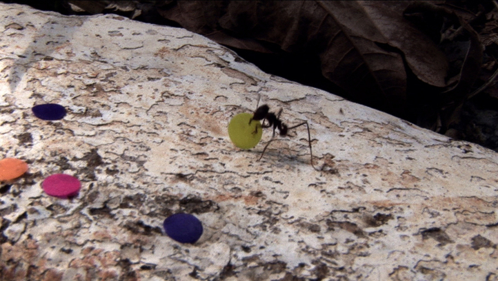 scenes for a new heritage