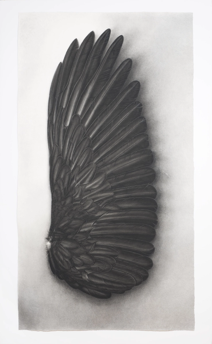 Black Wing  2012-14  Conté crayon, ink and gouache on paper  180 x 102 cm