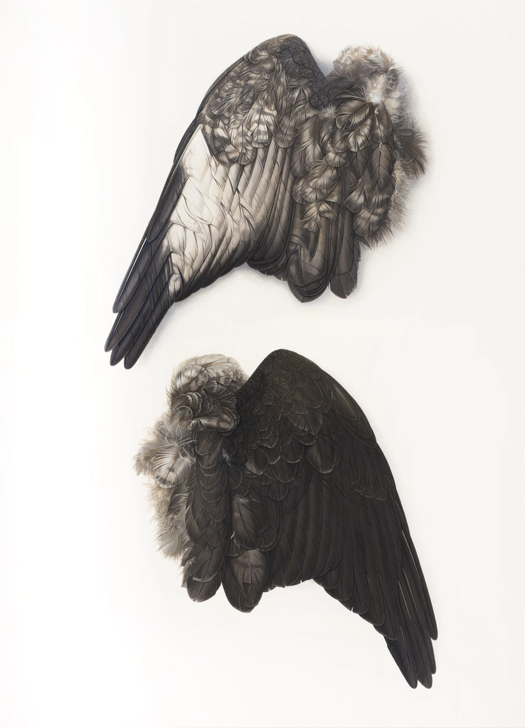 Buzzard's Wing  2010-13  Gouache on paper  71 x 51 cm