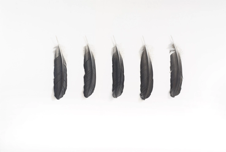 Five Grey Feathers (Heron)  2015  Gouache on paper  62 x 91 cm