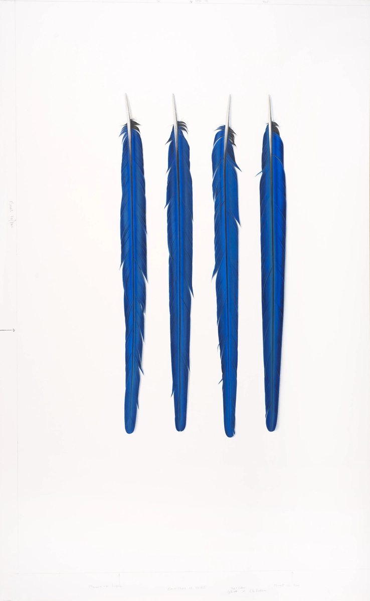 Four Blue Feathers  2018  Gouache on paper  95 x 57.5 cm