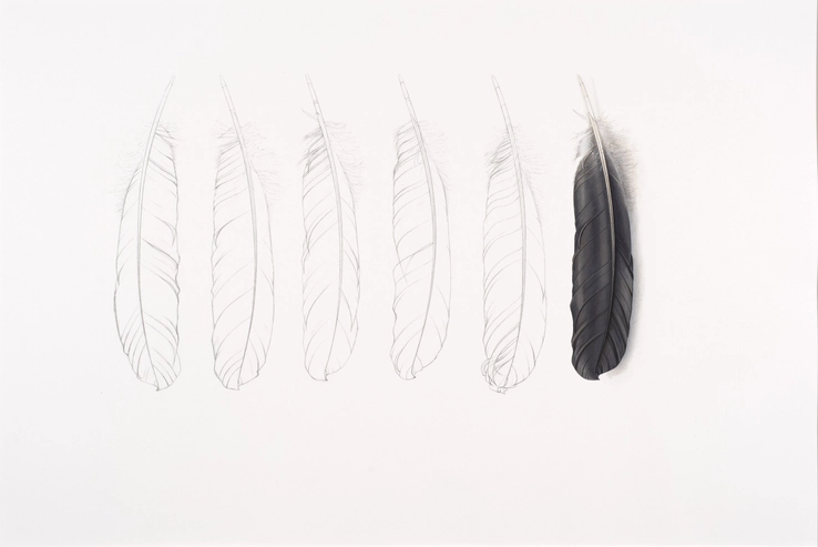 One Grey Feather  2014  Gouache and pencil on paper  45.5 x 69 cm