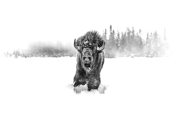 Amanda Rica Taylor, Sacred Bond I, 2019