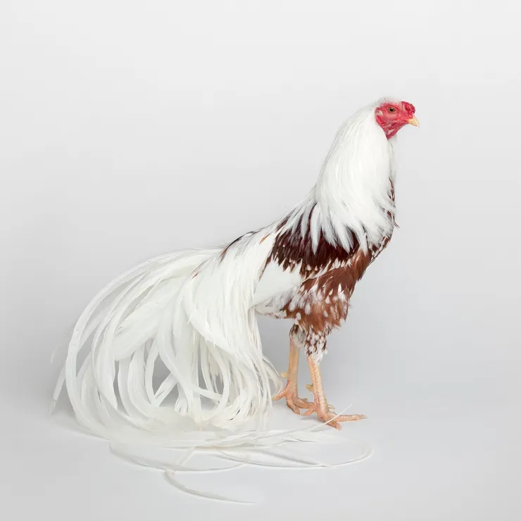 Dmitri Galitzine, Best Juvenile, 2013