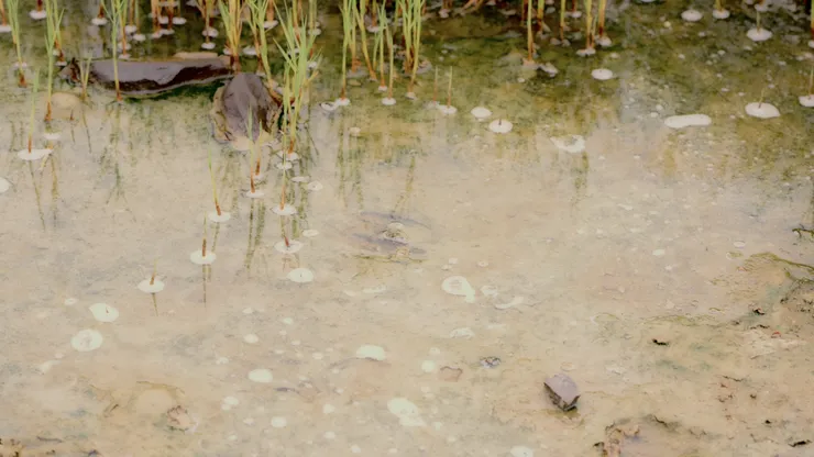 peter campus, en plein air, 2025