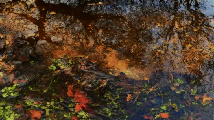 peter campus, far so far, 2025