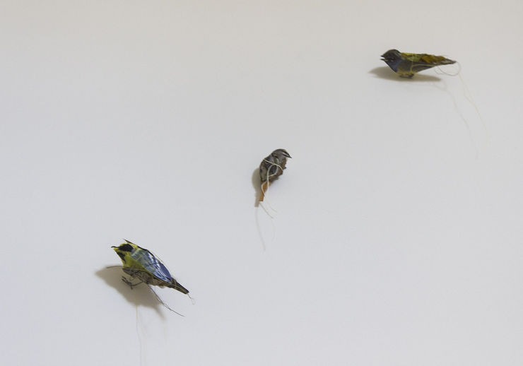 Kathryn Spence, Untitled: Townsend's, Hermit, Orange-crowned and MacGillivray's warblers, and colden crowned kinglet, 2012