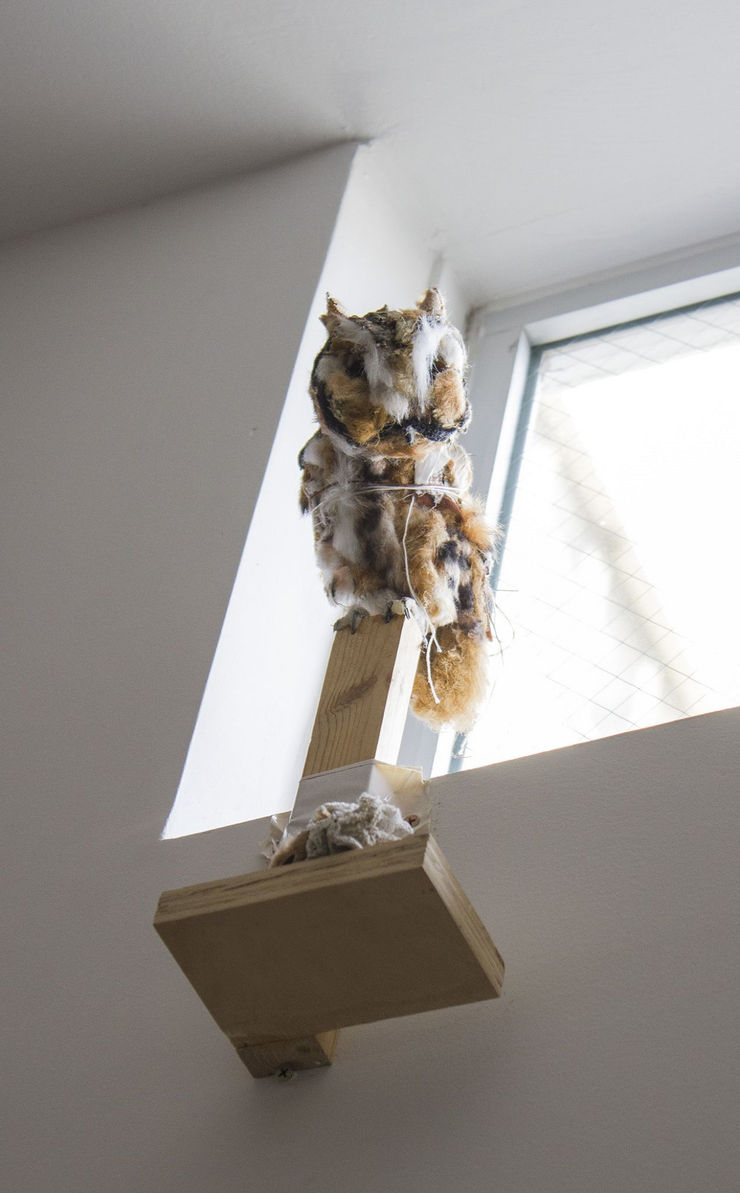 Kathryn Spence, Untitled: Screech-owl and object, 2012