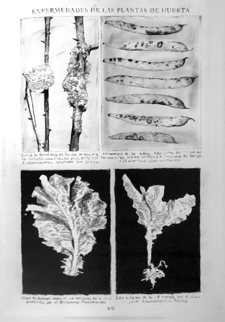 André Strahinja Enfermedades, 2018 Carboncillo sobre papel Fabriano 100 x 70 cm
