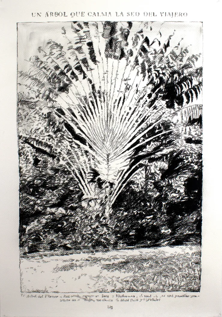 André Strahinja Un árbol que calma la sed del viajero, 2018 Carboncillo sobre papel Fabriano 100 x 70 cm