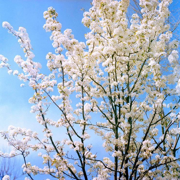 Sohrab Hura, Snow, 2015-2019