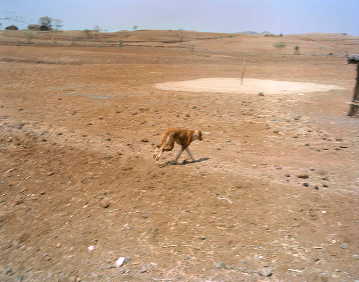 Sohrab Hura, The Song of Sparrows in a Hundred Days of Summer, 2013-2017