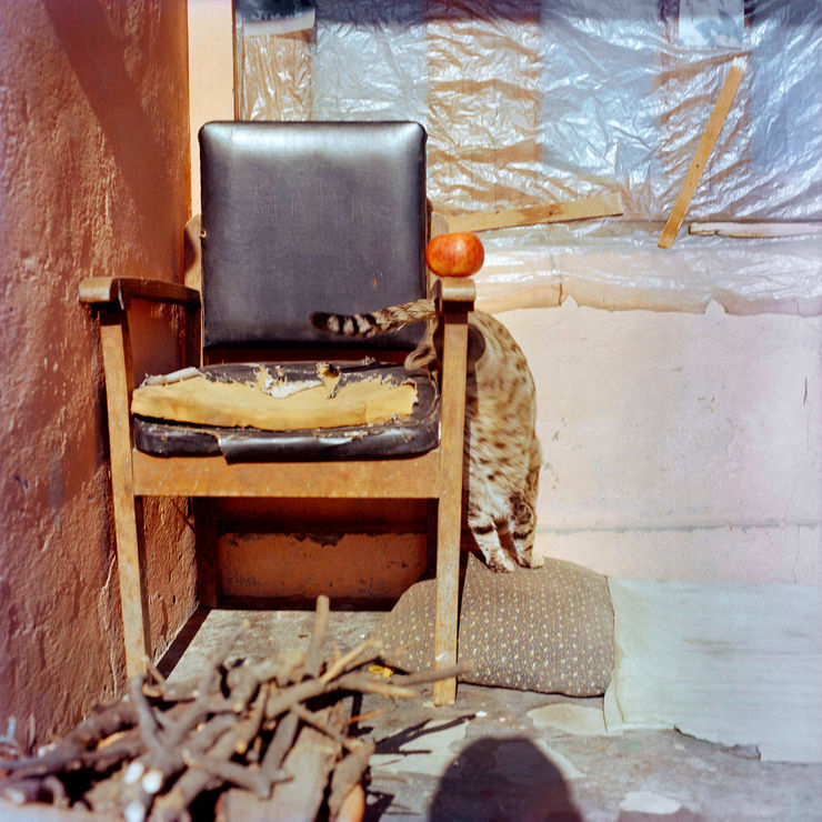 Sohrab Hura, Snow, 2015-2019