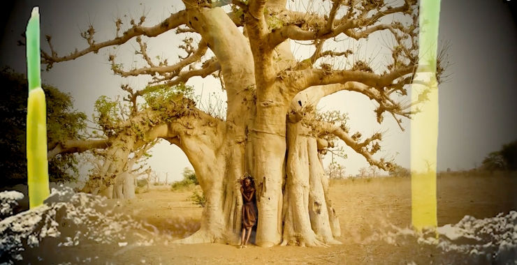 Beloved Baobab